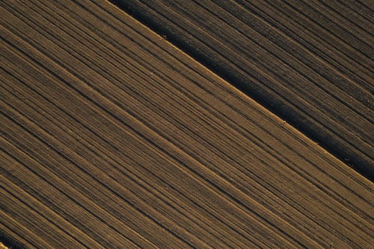 aerial view of young corn crops grwing under the sun in dry soil at sunset drone shot