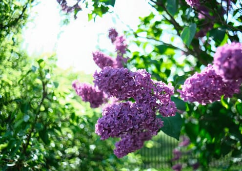 Lilac with bokeh and and green branches. Lilac with bokeh and green branches. Lilac close-up in the garden.