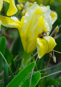 Yellow flowers, Endangered steppe plant pygmy iris or dwarf iris (Iris pumila), Red Book of Ukraine