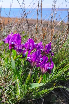 Purple flowers, Endangered steppe plant pygmy iris or dwarf iris (Iris pumila), Red Book of Ukraine