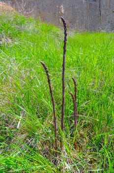 Horsetail, snake grass, puzzlegrass (Equisetum arvense), puzzlegrass on the lake shore, Ukraine