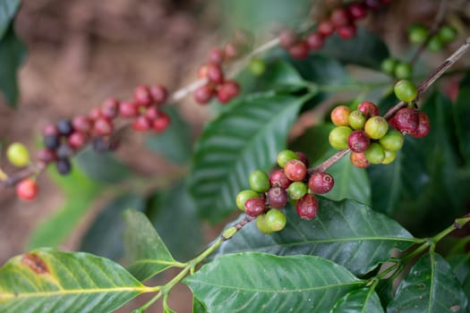 A close-up of coffee berries in varying shades of yellow, green, and red on a branch, carefully monitored for optimal harvest time.