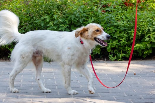 White fluffy dog walking in the park close up