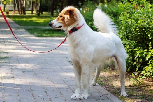 White fluffy dog walking in the park close up