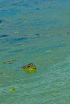 Green lake frog in green lake water, water blooming with blue-green algae Microcystis, Lake Yalpug, Ukraine