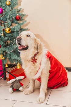 Golden retriever in a red dress sits near a christmas tree.