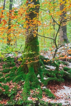 Tree covered with moss in autumn forest.