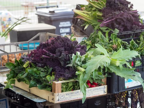 woman farmer harvesting spring veggies from organic vegetable garden hires image