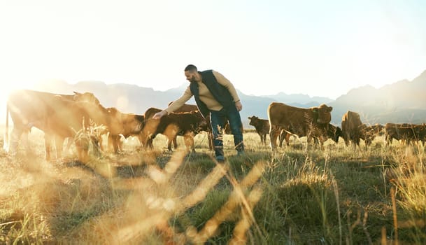 Farm animal, cows and cattle farmer outdoor in countryside to care, feed and raise animals on grass field for sustainable farming. Man in beef industry while working with livestock in nature in Texas.