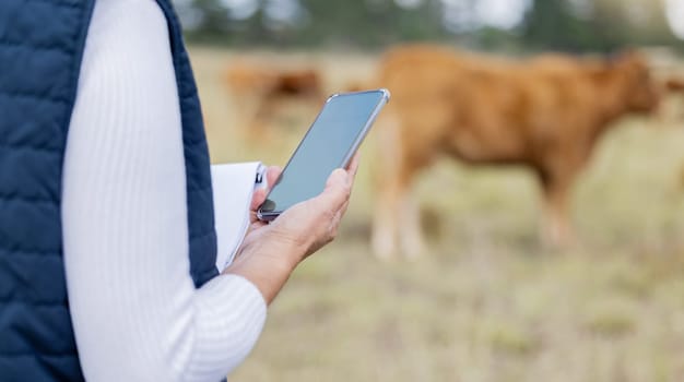 Hands, phone or veterinarian on farm to check cattle livestock wellness or animals natural environment. Website, internet data or person reading news or networking online to protect cows healthcare.