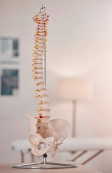 Spine model, bone and chiropractic office on table, desk or display for learning, education or advice. 3D print, human bones and background for physiotherapy, chiropractor or healthcare in clinic.