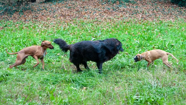 mixed race dog playing in the garden with smaller dogs