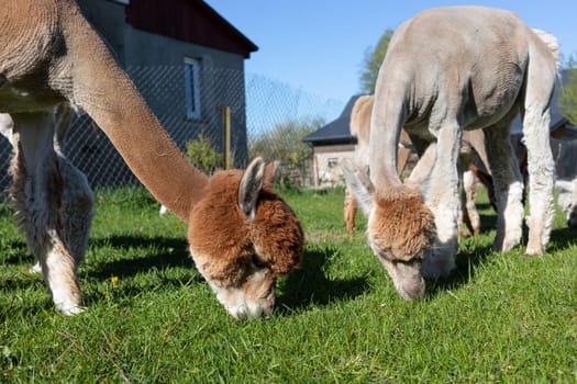 Domestic Alpaca In Back Yard Of Suburban Home Eating Green Grass In Sunny Spring Or Summer Day. Horizontal Plane. High Quality Photo