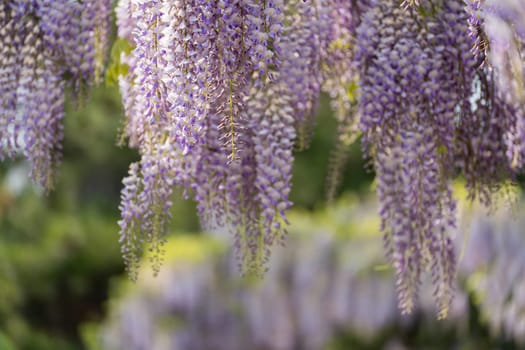 Blooming Wisteria Sinensis with classic purple flowers in full bloom in hanging racemes against a green background. Garden with wisteria in spring