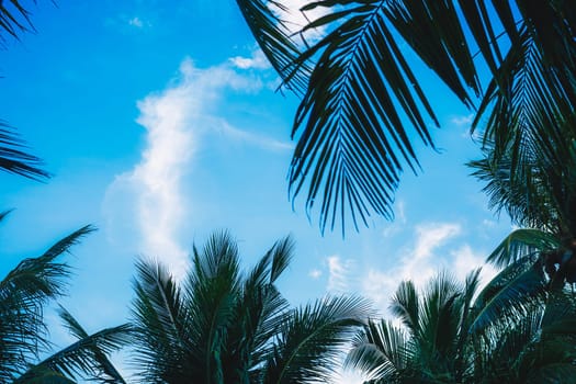 Real photo Nature beauty background. Tops of palm tree, green leaves, cumulus white clouds, blue sky.