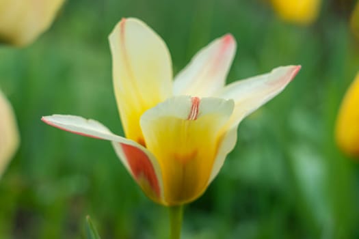 Yellow tulips close-up on a beautiful background. photo beautiful