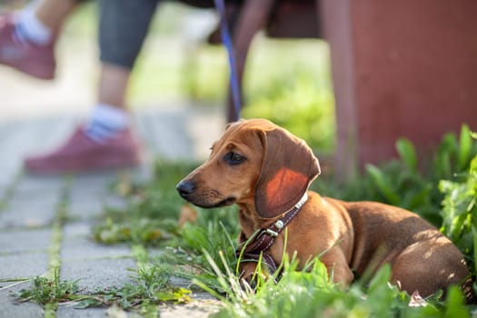 Beautiful brown dachshund dog in the park. The dog is resting. Walking with a dog in a city park.