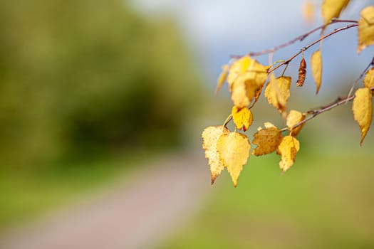 Yellow or dry leaves on tree branches in autumn. Leaves of birch, linden and other trees on the branches. There is an empty space for the text