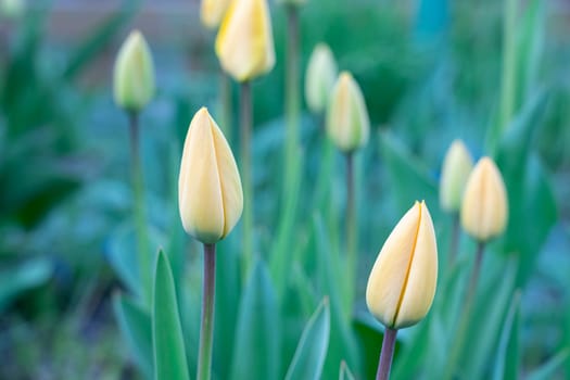 Yellow tulips close-up on a beautiful background. photo beautiful