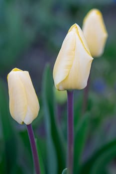 Yellow tulips close-up on a beautiful background. photo beautiful