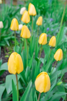 Yellow tulips close-up on a beautiful background. photo beautiful