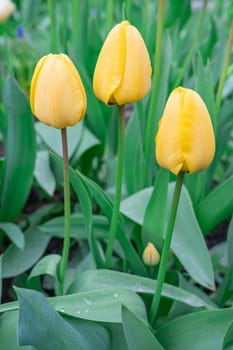 Yellow tulips close-up on a beautiful background. photo beautiful