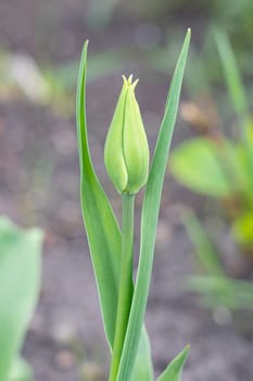 Yellow tulips close-up on a beautiful background. photo beautiful