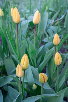 Yellow tulips close-up on a beautiful background. photo beautiful