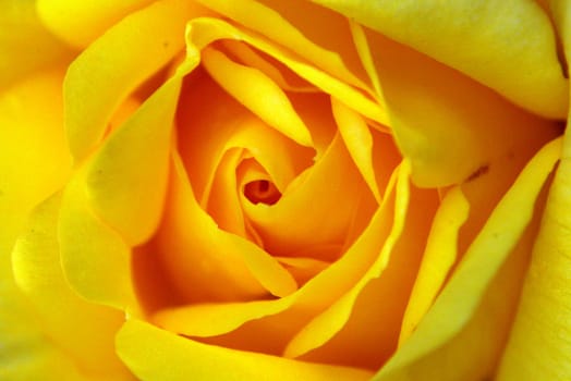 Yellow rose flower texture close up,