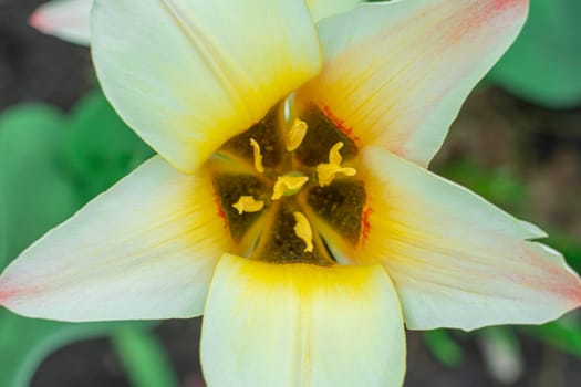 Yellow tulips close-up on a beautiful background. photo beautiful