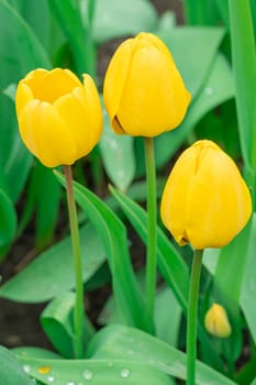 Yellow tulips close-up on a beautiful background. photo beautiful