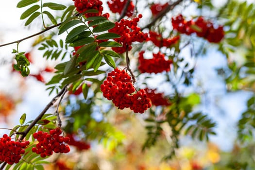 Mountain rowan ash branch berries on blurred green background. Autumn harvest still life scene. Soft focus backdrop photography. Copy space.
