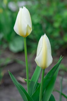 Yellow tulips close-up on a beautiful background. photo beautiful