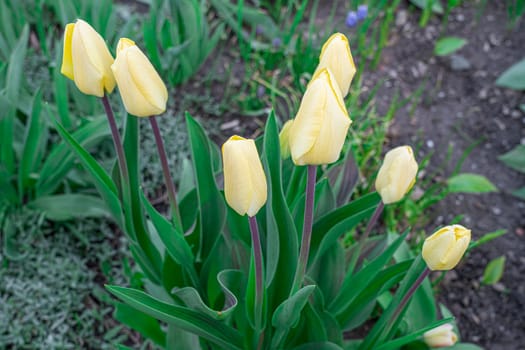 Yellow tulips close-up on a beautiful background. photo beautiful