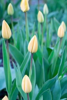 Yellow tulips close-up on a beautiful background. photo beautiful