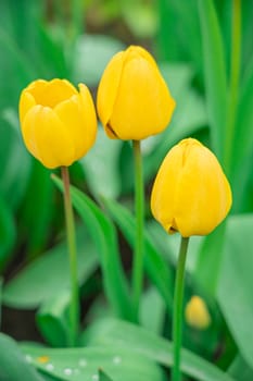 Yellow tulips close-up on a beautiful background. photo beautiful