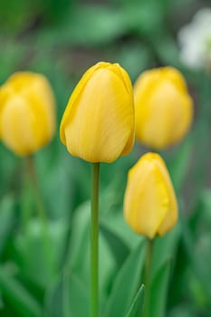 Yellow tulips close-up on a beautiful background. photo beautiful