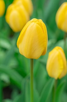 Yellow tulips close-up on a beautiful background. photo beautiful