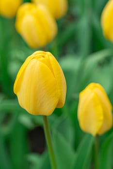 Yellow tulips close-up on a beautiful background. photo beautiful