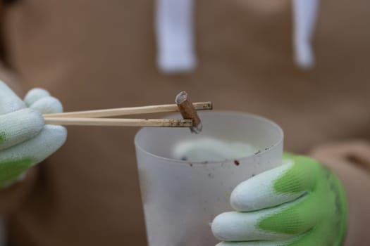 Cigarette goby is raised with wooden sticks. Mid shot