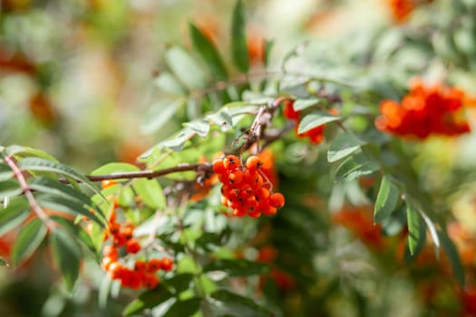 Mountain rowan ash branch berries on blurred green background. Autumn harvest still life scene. Soft focus backdrop photography. Copy space.