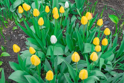 Yellow tulips close-up on a beautiful background. photo beautiful