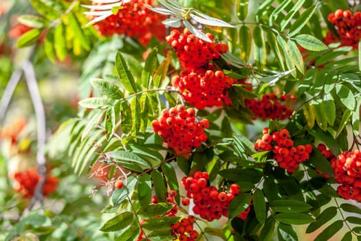 Mountain rowan ash branch berries on blurred green background. Autumn harvest still life scene. Soft focus backdrop photography. Copy space.