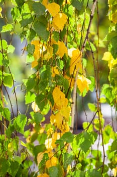 Yellow or dry leaves on tree branches in autumn. Leaves of birch, linden and other trees on the branches. There is an empty space for the text