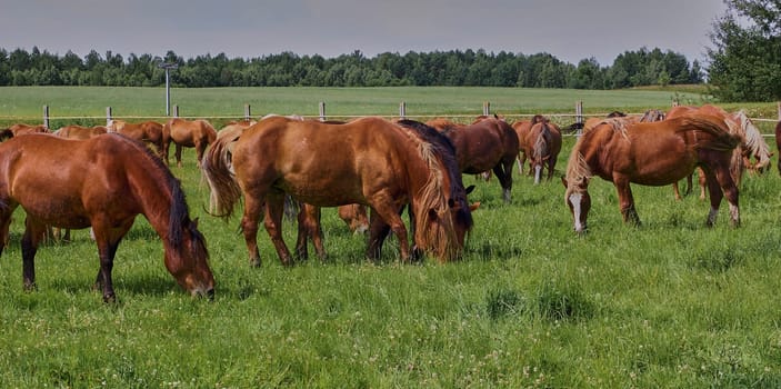 A beautiful brown horse grazes on a flowering sunny meadow in a field along with a herd of horses. Purebred mare on pasture in summer. Landscape, wallpaper.