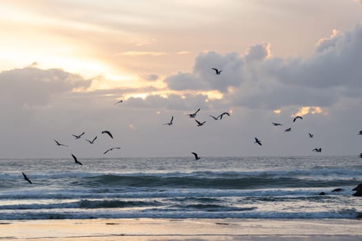 Birds fly over the rough sea at an early sunset. Mid shot