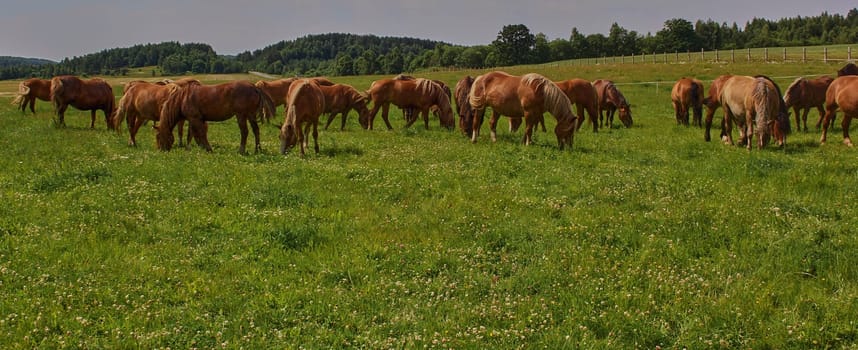 A beautiful brown horse grazes on a flowering sunny meadow in a field along with a herd of horses. Purebred mare on pasture in summer. Landscape, wallpaper.