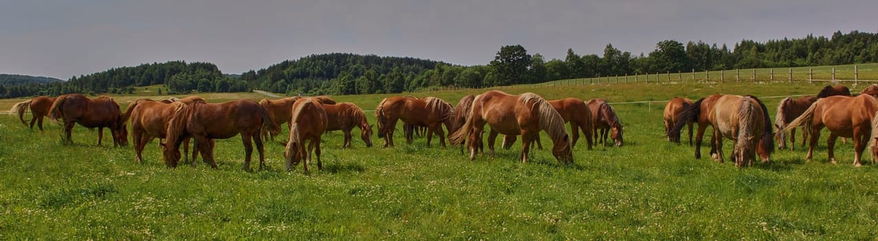 A beautiful brown horse grazes on a flowering sunny meadow in a field along with a herd of horses. Purebred mare on pasture in summer. Landscape, wallpaper.