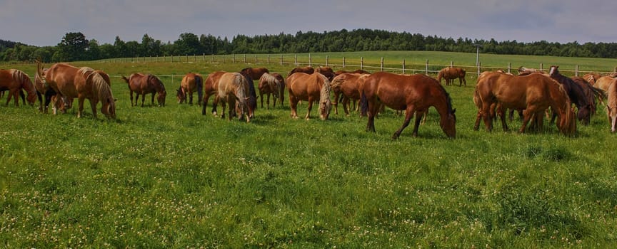 A beautiful brown horse grazes on a flowering sunny meadow in a field along with a herd of horses. Purebred mare on pasture in summer. Landscape, wallpaper.