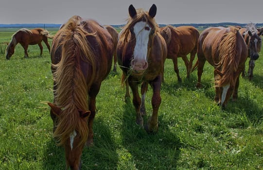 A beautiful brown horse grazes on a flowering sunny meadow in a field along with a herd of horses. Purebred mare on pasture in summer. Landscape, wallpaper.